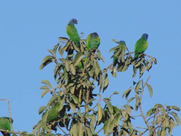 Wild Blue-headed Parrots perch atop a tree