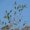 Wild Blue-headed Parrots perch in a tree