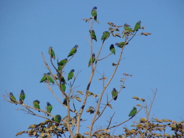 Wild Blue-headed Parrots perch in a tree