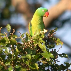 A wild Blue-naped Parrot perches atop a leafy tree