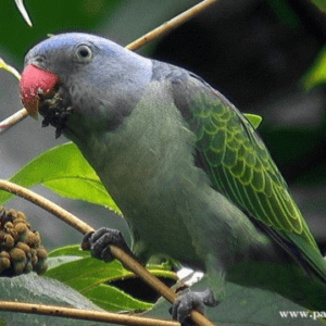 A wild Blue-rumped Parrot feeds on berries