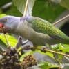 A wild Blue-rumped Parrot feeds on berries