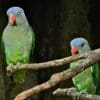 Simeulue Parrots perch in an aviary