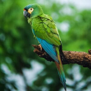 A wild Blue-winged Macaw perches on a limb