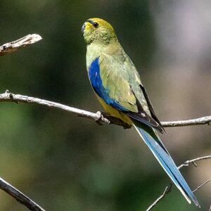 Wild male Blue-winged Parrot perches on a twig