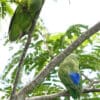 Wild Blue-winged Parrotlets perch in a leafy tree