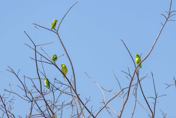 Wild Blue-winged Parrotlets perch in a bare tree