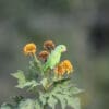 A wild female Blue-winged Parrotlet feeds on seeds