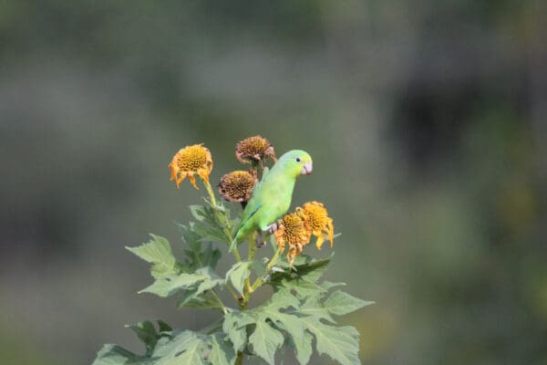 A wild female Blue-winged Parrotlet feeds on seeds