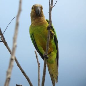 A wild Brown-throated Conure clings to a branch