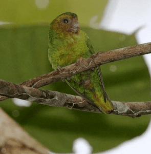 A wild male Buff-faced Pygmy Parrot perches in a tree