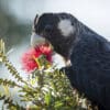 A wild Carnaby's Black Cockatoo feeds on blossoms