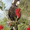 A wild Carnaby's Black Cockatoo feeds on a flowering bush