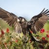 A wild Carnaby's Black Cockatoo perches atop a flowering bush