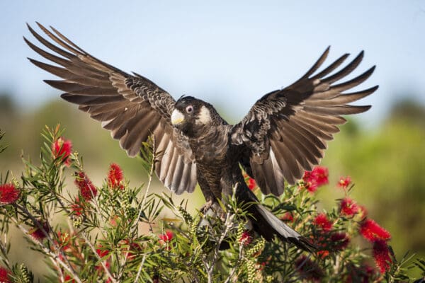 A wild Carnaby's Black Cockatoo perches atop a flowering bush