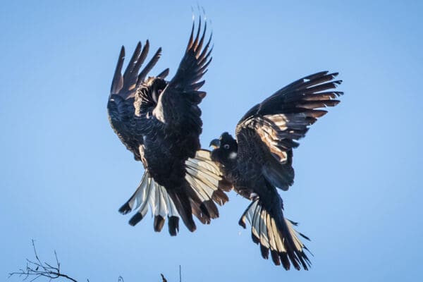 Wild Carnaby's Black Cockatoos interact on the wing