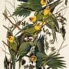 An illustration depicts a flock of extinct Carolina Parakeets