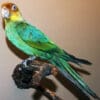 A Carolina Parakeet specimen on display in a museum