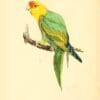 An illustration depicts an extinct Carolina Parakeet