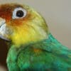 A Carolina Parakeet specimen on display in a museum