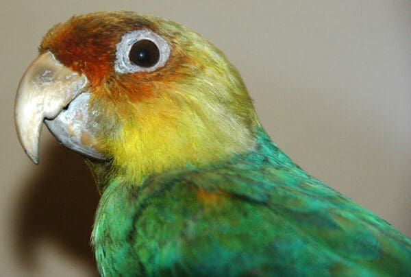 A Carolina Parakeet specimen on display in a museum