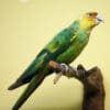 A Carolina Parakeet specimen on display in a museum