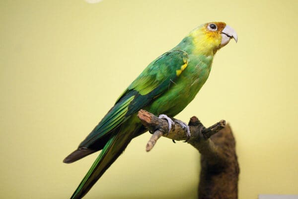 A Carolina Parakeet specimen on display in a museum