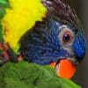 A closeup of a Coconut Lorikeet preening itself