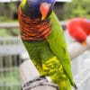 A Coconut Lorikeet perches on a railing at Jurong Bird Park