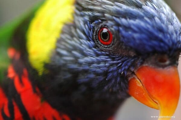 A closeup profile of a Coconut Lorikeet