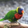 A Coconut Lorikeet perches on a branch