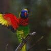 A Coconut Lorikeet perches on a branch and flaps its wings