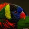 A closeup profile of a Coconut Lorikeet