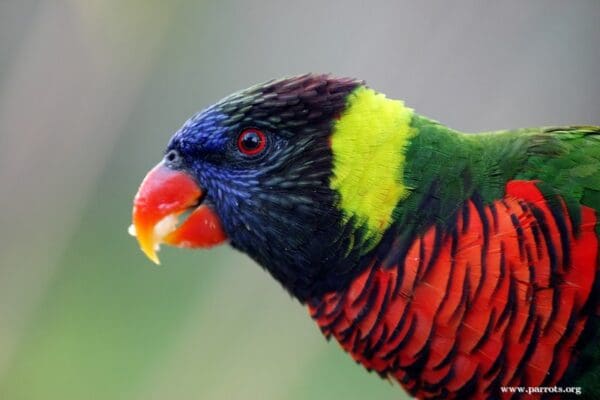 A closeup profile of a Coconut Lorikeet