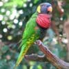 A Coconut Lorikeet perches on a branch