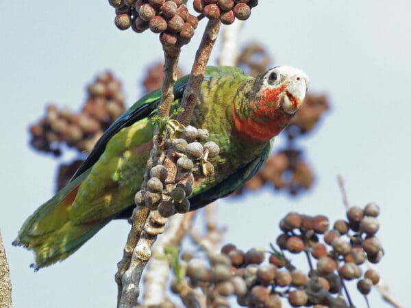 Cuban Amazon Research