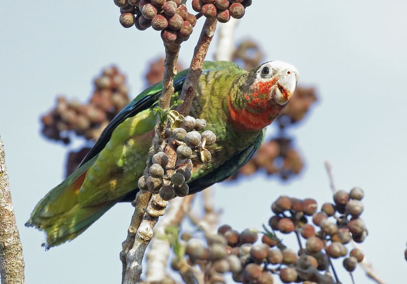 A wild Cuban Amazon feeds in a tree