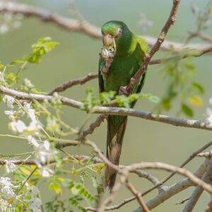 A wild Cuban Conure feeds on blossoms