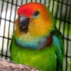 A male Desmarest's Fig Parrot perches on a branch