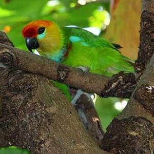 A wild male Desmarest's Fig Parrot perches in a tree