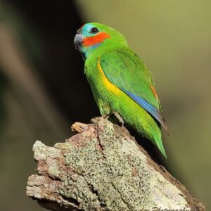 A wild male Double-eyed Fig Parrot perches on a broken limb