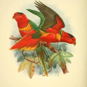 An illustration features Duchess Lorikeets