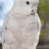 A companion Ducorp's Corella perches on a branch