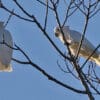 Wild Ducorp's Corellas perch in a tree