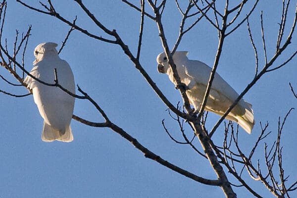 Wild Ducorp's Corellas perch in a tree