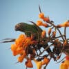 A wild Dusky-headed Conure perches in a flowering tree