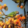 A wild Dusky-headed Conure perches in a flowering tree