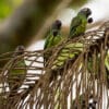 Wild Dusky-headed Conures feed on fruit