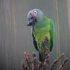 A wild Dusky-headed Conure feeds on fruit