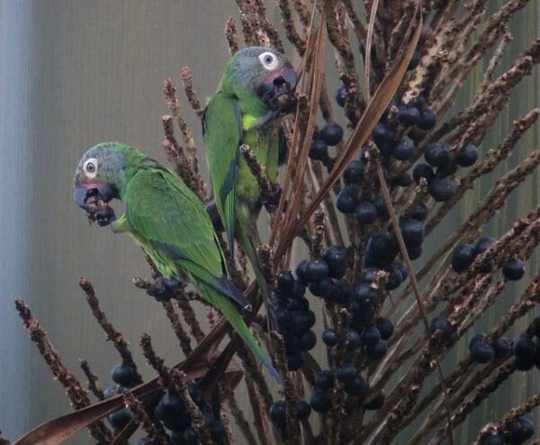 Wild Dusky-headed Conures feed on fruits